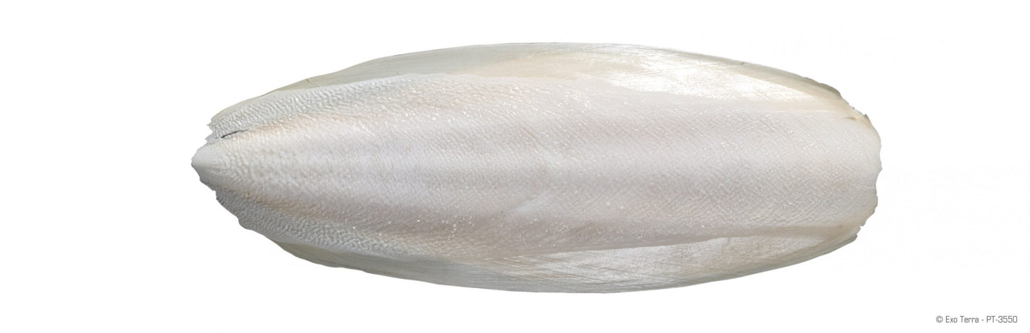 Exo-Terra Cuttlebone for Turtles