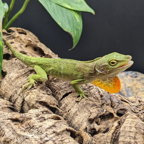 ANOLE GIANT GREEN