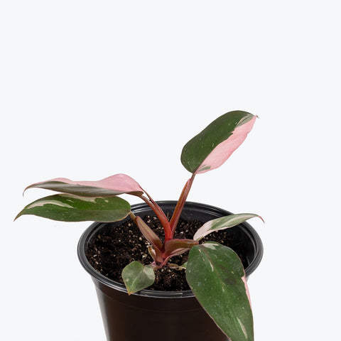 3.5" philodendron pink princess