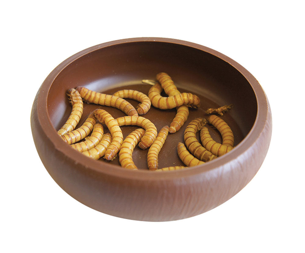 Mealworm Dish
