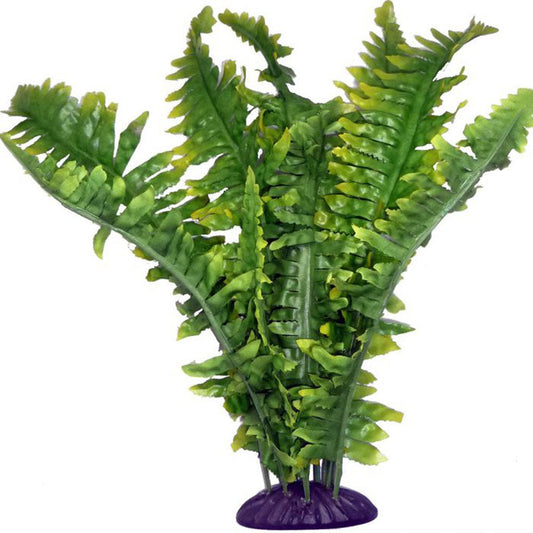 Boston Fern 25cm Large