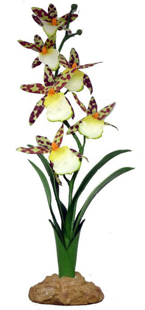 Komodo Spider Orchid 40cm