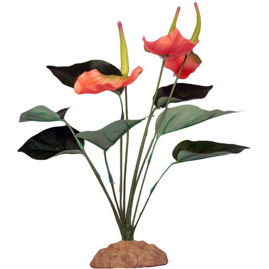 Anthurium Bush 29cm