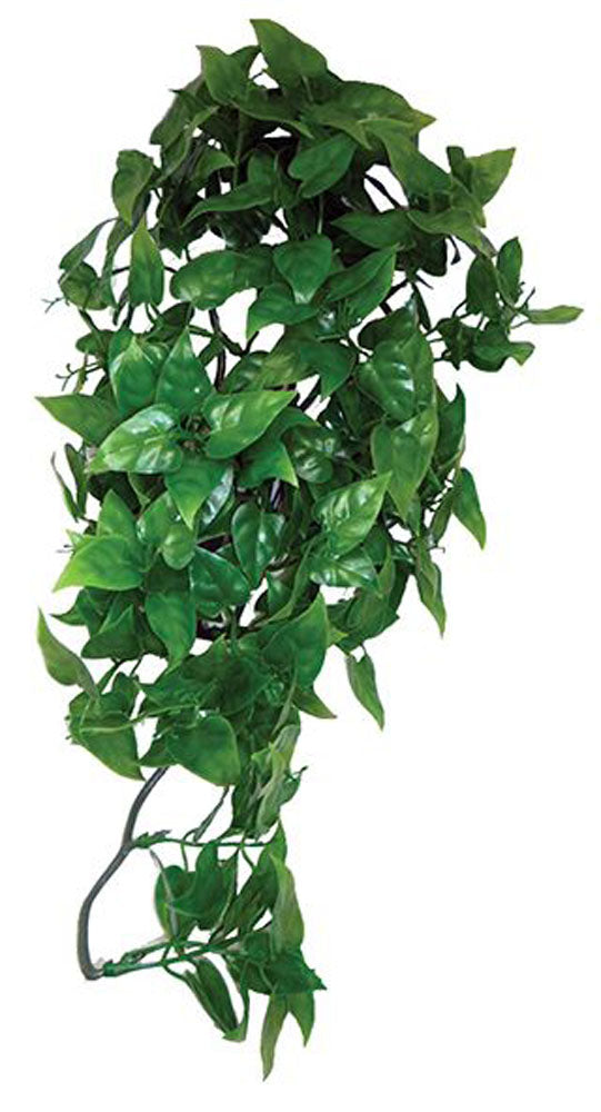 Philodendron Hanging Plant 30cm
