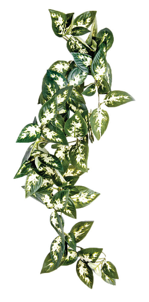 Borneo Hanging Vine 13cm