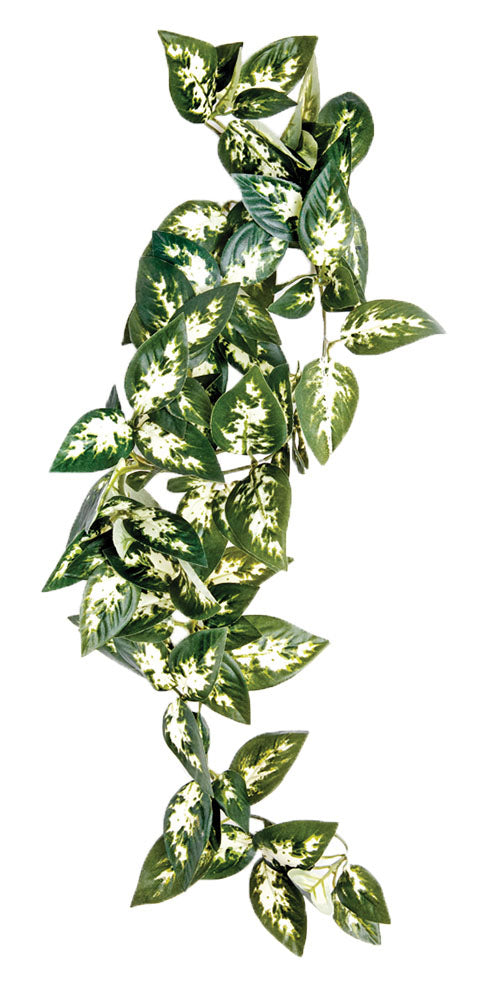 Borneo Hanging Vine 40cm