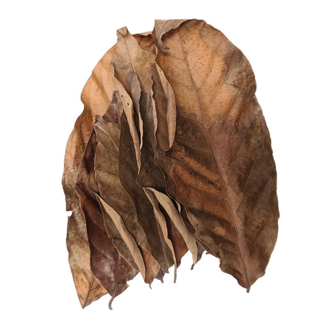 Dried Rambutan Mixed Size Leaves