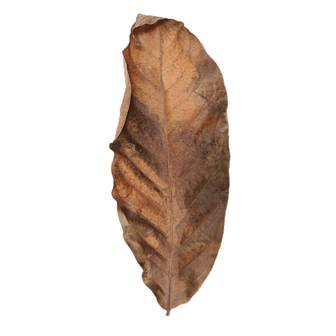 Dried Rambutan Mixed Size Leaves