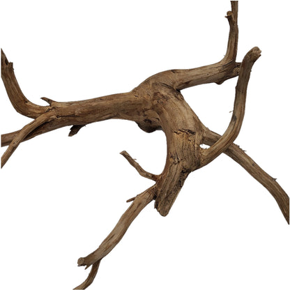 NATURAL OLD TEA BUSH ROOTS