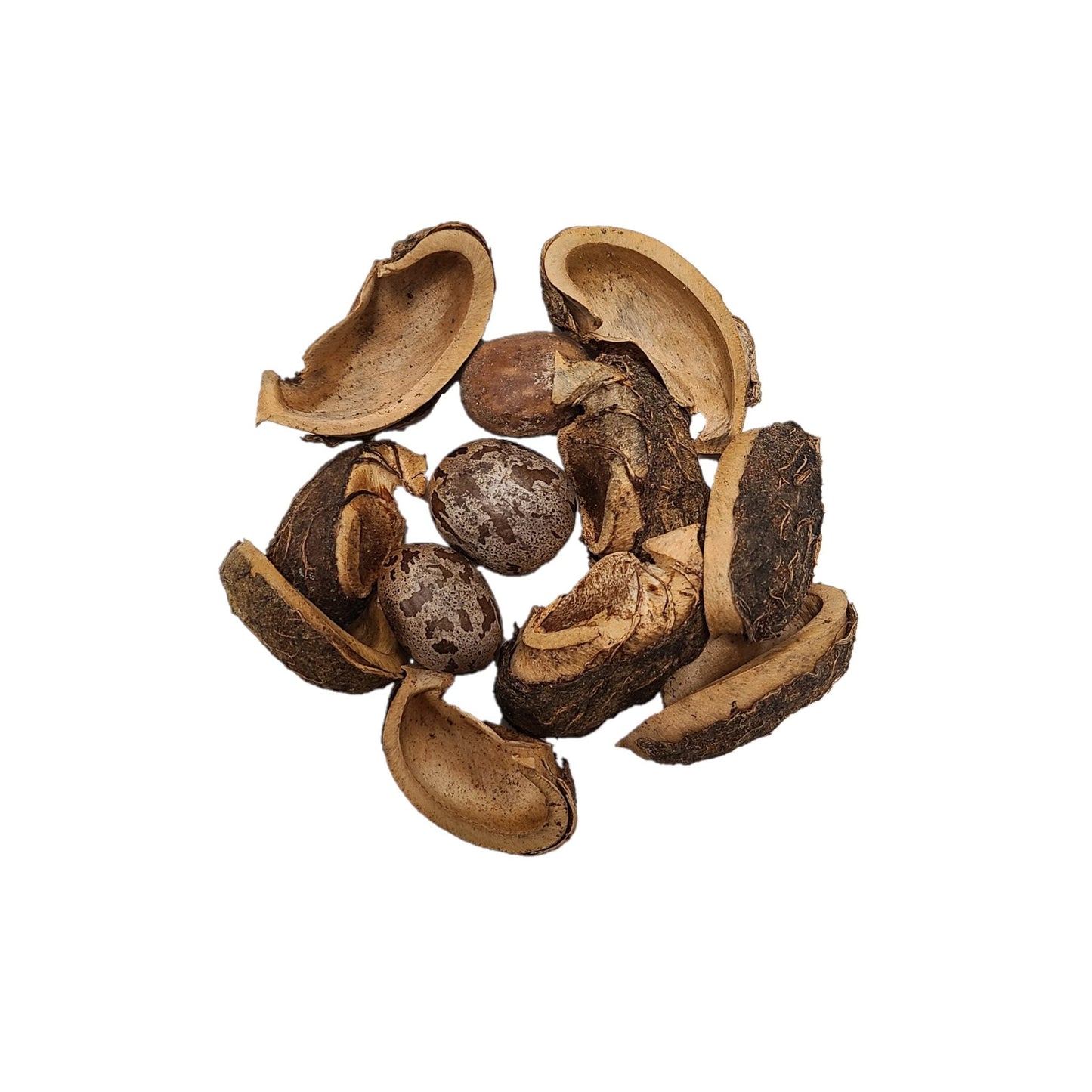 Dried Rubber Tree Pods