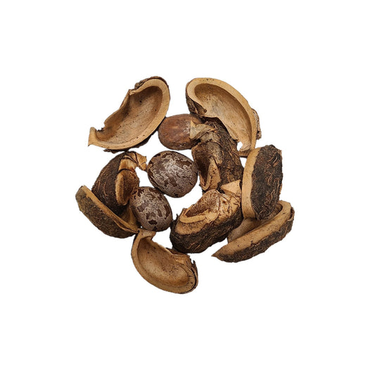 Dried Rubber Tree Pods
