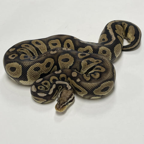 PYTHON BALL 0.1 PASTEL CHOCOLATE HRA POSSIBLE HET PUZZLE 2020