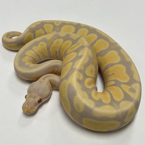 PYTHON BALL 1.0 SUPER PASTEL CANDY POSSIBLE HET PUZZLE 2021
