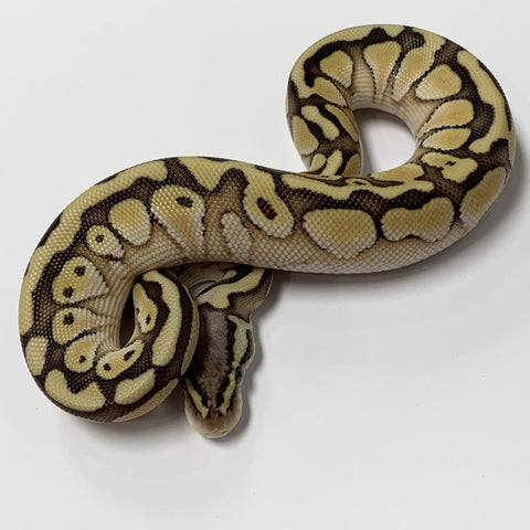 PYTHON BALL 1.0 PASTEL LESSER DOUBLE HET GREEN GHOST PUZZLE 2021