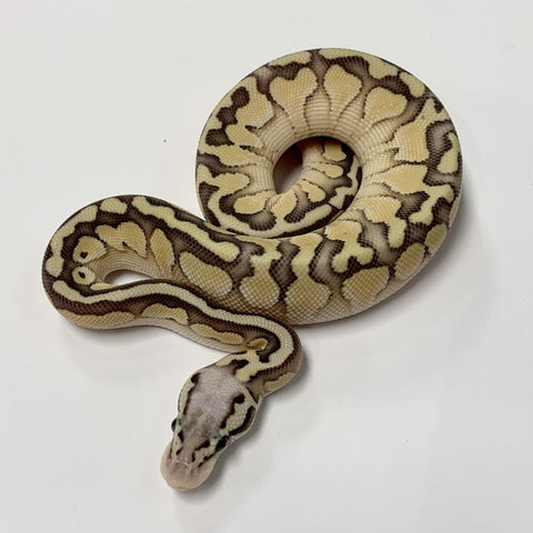 PYTHON BALL 1.0 SUPER PASTEL LESSER DOUBLE HET GREEN GHOST PUZZLE 2021
