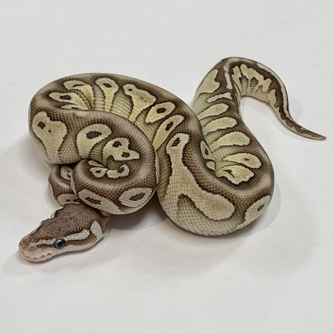 PYTHON BALL 0.1 PASTEL LESSER CHOCOLATE HRA POSSIBLE HET PUZZLE 2021