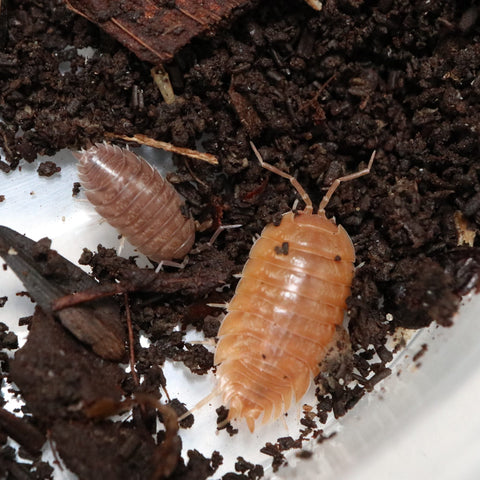 ISOPOD PORCELLIO LAEVIS "SMOOTH GREY PARTY MIX" (15+ COUNT)