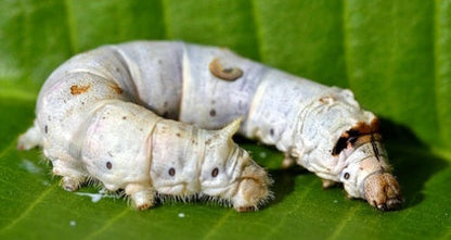 SILKWORM