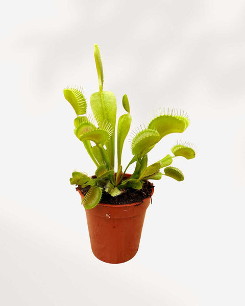 2.25" venus fly trap