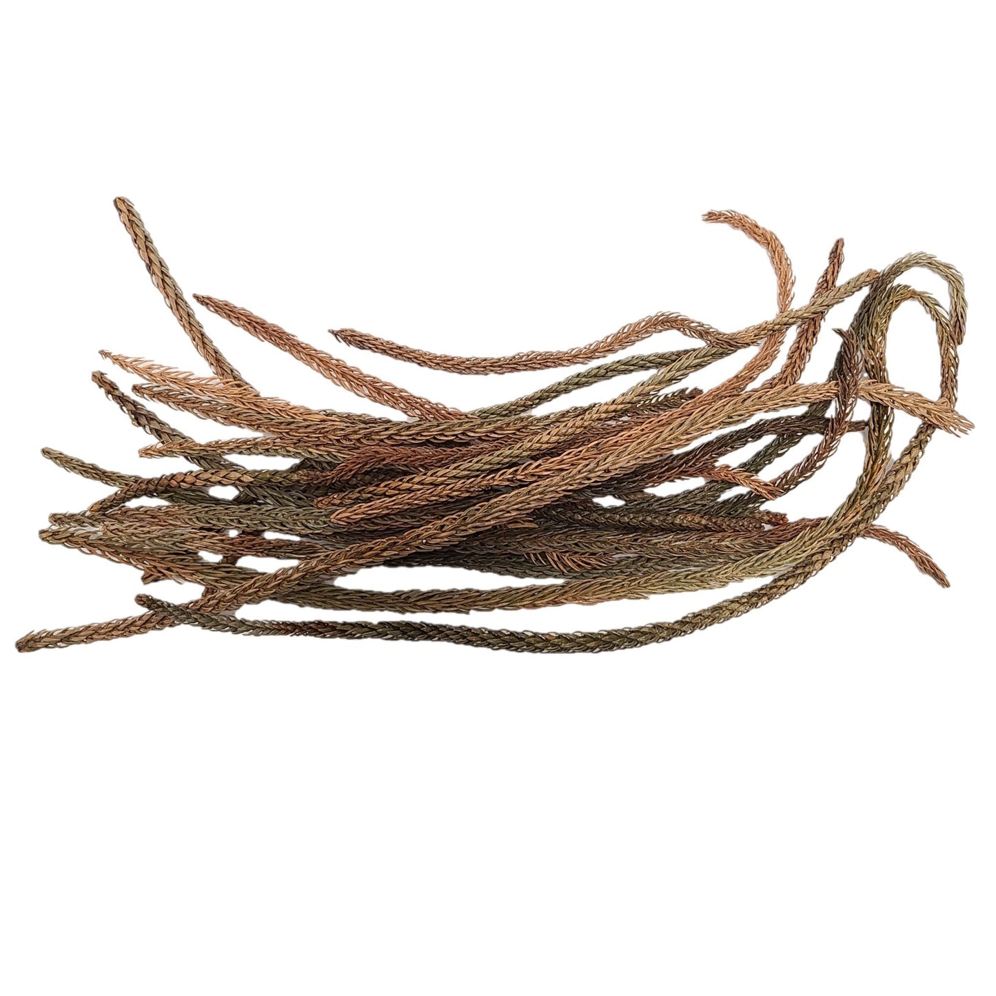 DRIED ARAUCARIA MIX SIZE LEAVES