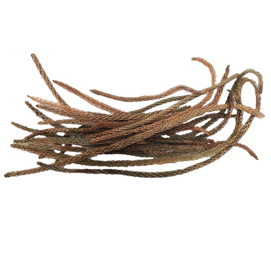 DRIED ARAUCARIA MIX SIZE LEAVES