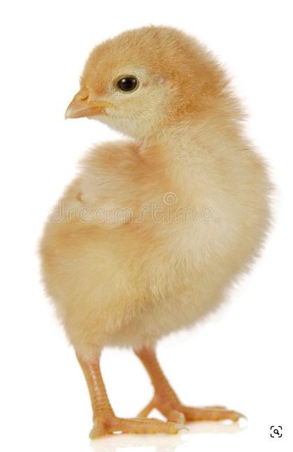 Feeder Chicks (6 Pack)