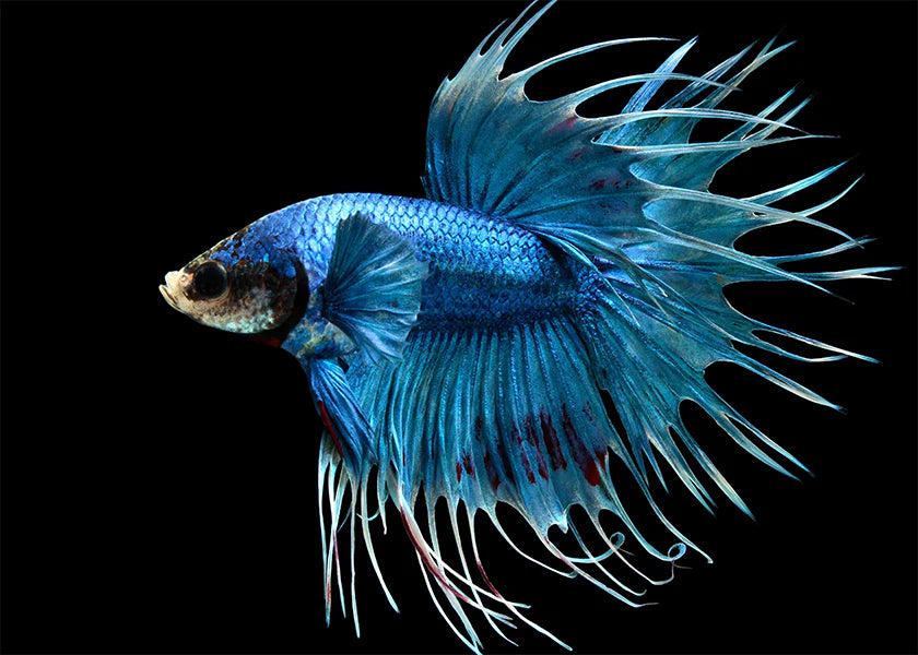 Betta Crowntail