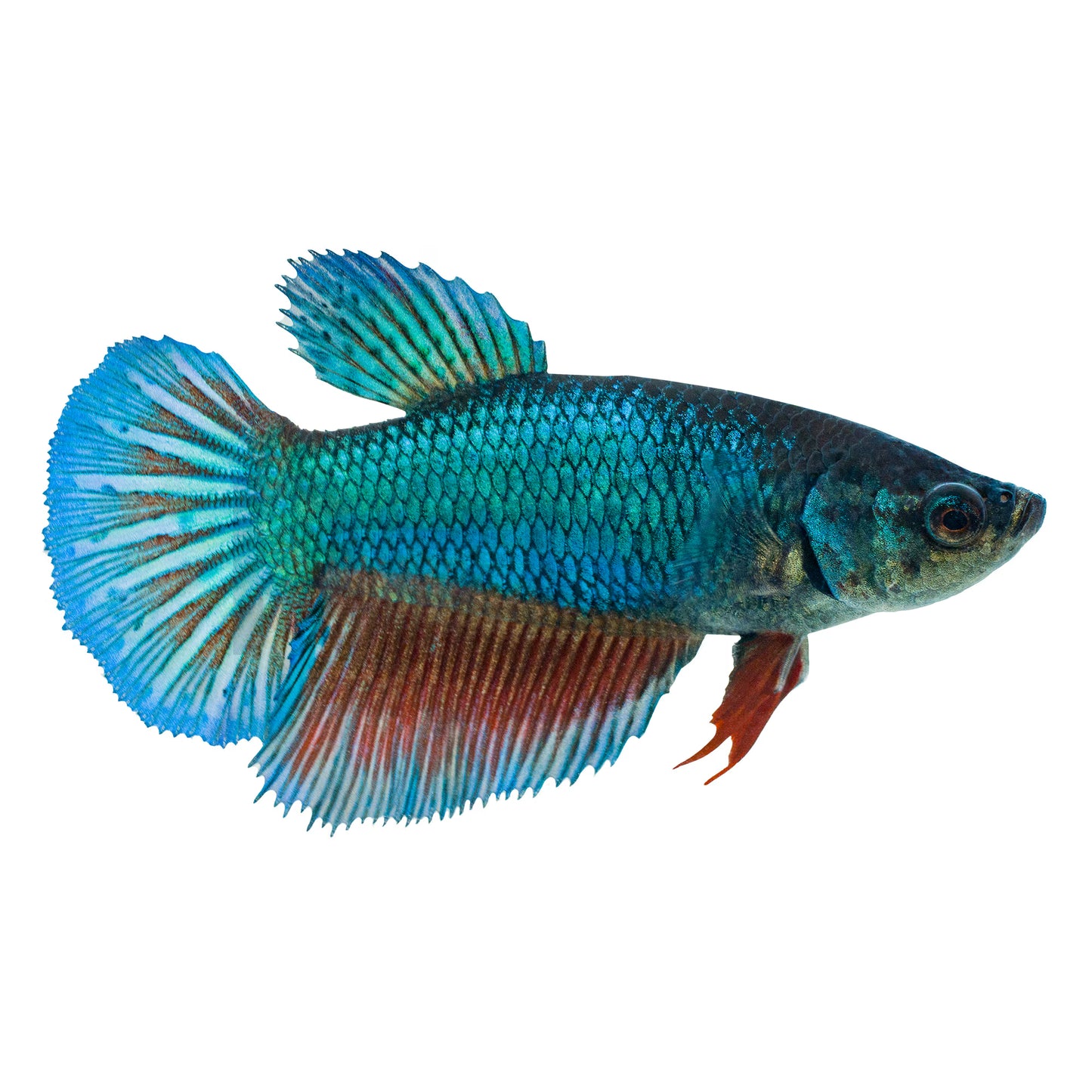 Betta Female