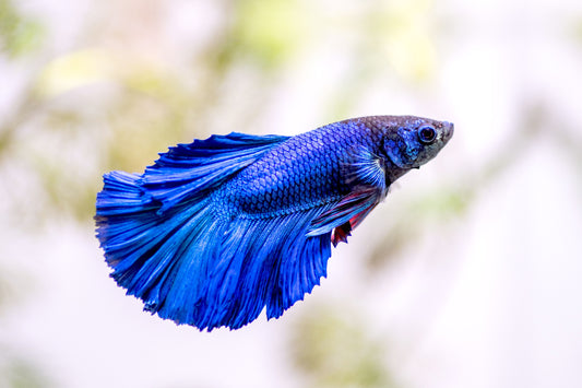 Betta Male