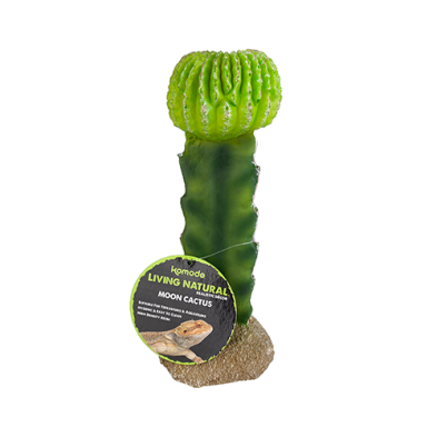 Komodo® Moon Cactus Plant Decoration
139-93325