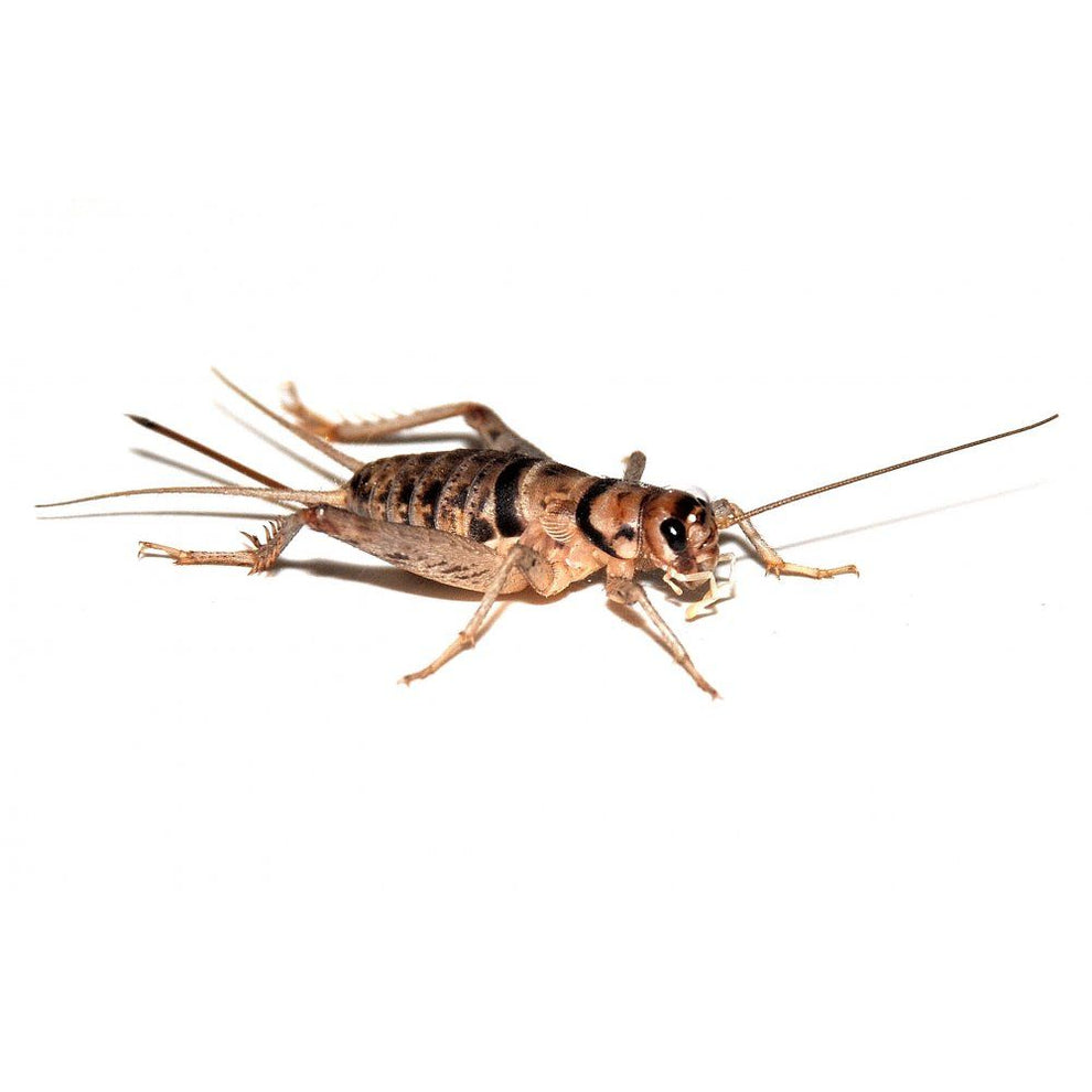 Banded Crickets Gryllodes Sigillatus – Port Credit Pets