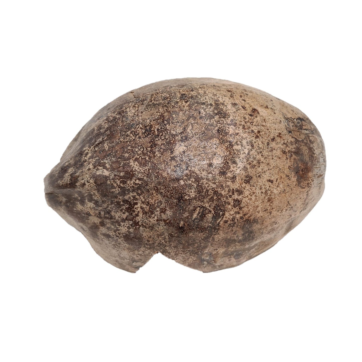 HALF COCONUT HIDEOUT