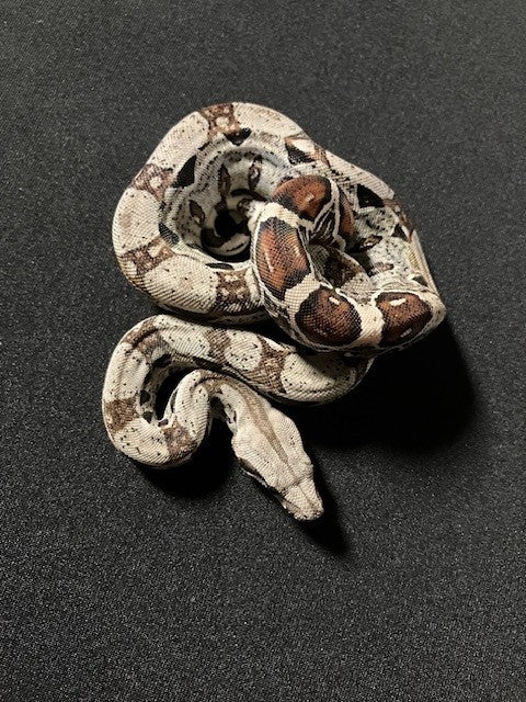 BOA CONSTRICTOR, COLOMBIAN