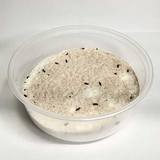 CONFUSED FLOUR BEETLE CULTURE