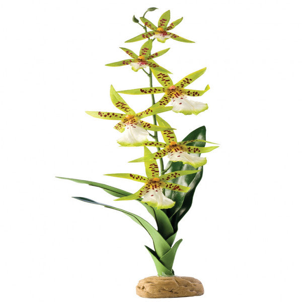 Exo Terra Spider Orchid
