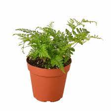 4" Fern Rabbit Foot