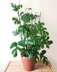 Rhaphidophora Tetrasperma