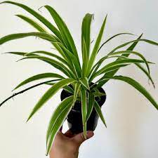 3.5" Spider Plant Variegated