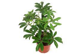 3.5" Schefflera Arboricola Bush