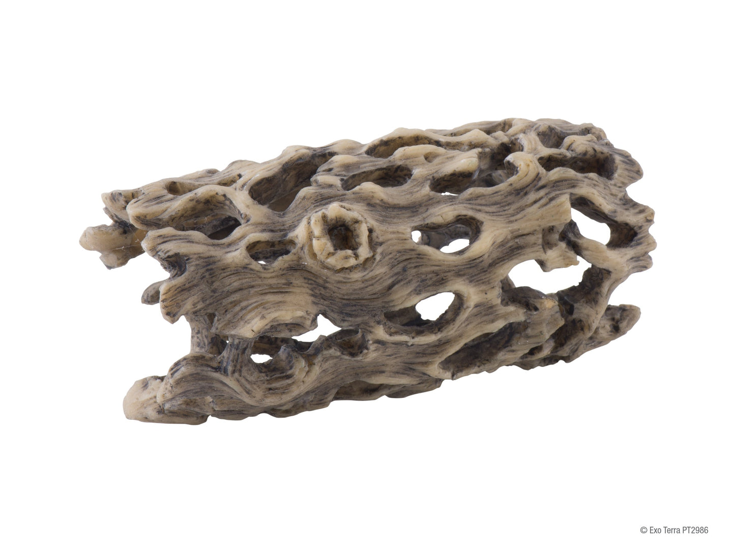 Exo Terra Cholla Cactus Skeleton Small