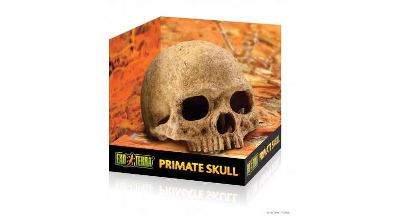 Exo Terra Terrarium Decor - Primate Skull