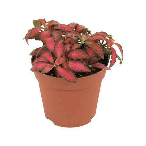 Fittonia firetail  "nerve plant"