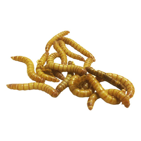 Giant Meal Worms
