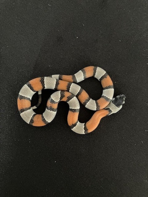 KING SNAKE, GREY BANDED