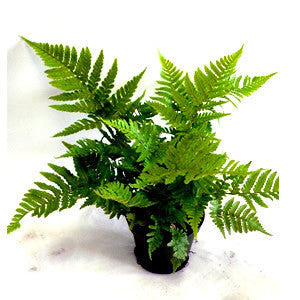 3.5" Assorted fern