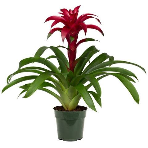 4" Bromeliad Guzmania