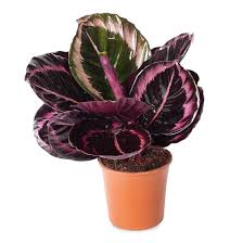 3.5" Calathea Roseopicta Princess