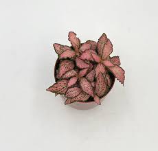 3.5" Fittonia Pink Forest Flame