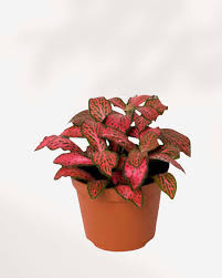 3.5" Fittonia red Flame