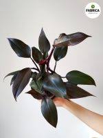 3.5" philodendron New Red